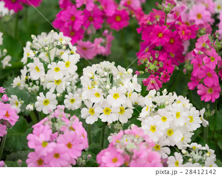 プリムラの花 プリムラの花 28412142