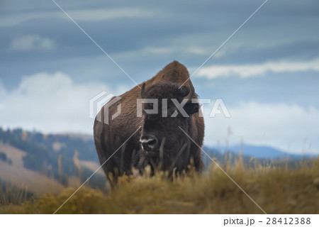 Wild Bison in the park 28412388