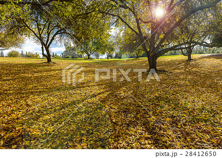 Early Winter landscape in the park in California Early Winter landscape in the park in California 28412650