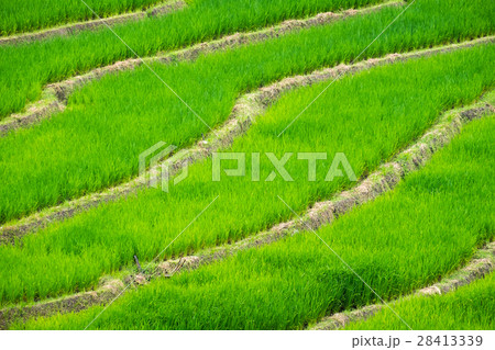 Green Terraced Rice Field in Chiang Mai, Thailand  28413339