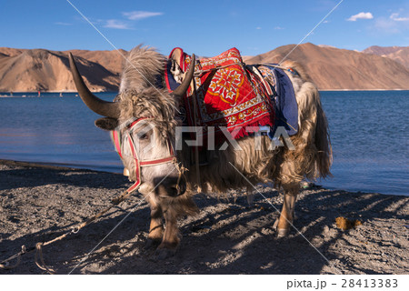 Yak close up, standing at lake Yak close up, standing at lake 28413383