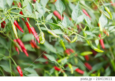 唐辛子 28413611