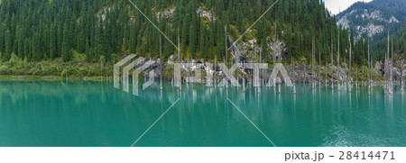 Panorama of dead trees in Lake Kaindy Panorama of dead trees in Lake Kaindy 28414471