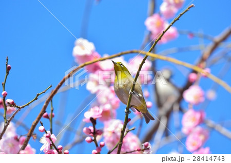 梅の花とメジロ(N) 梅の花とメジロ(N) 28414743