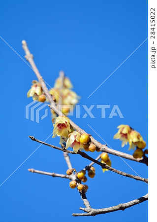 ロウバイ 28415022