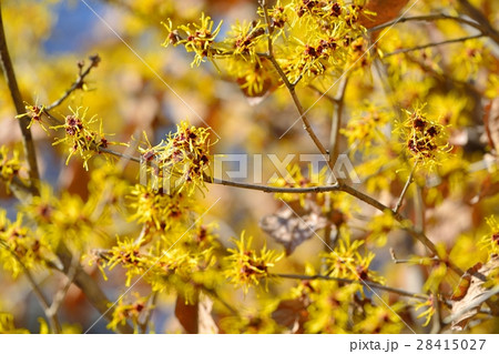 マンサクの花 28415027