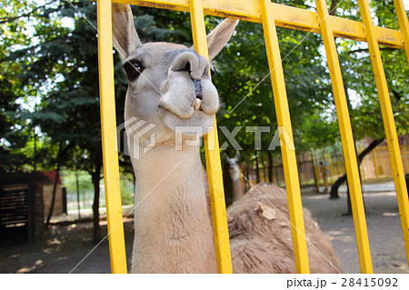 Lama in a zoo. Crimea. summer Lama in a zoo. Crimea. summer 28415092