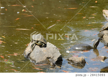 Three turtles on the stone in the pond Three turtles on the stone in the pond 28415093