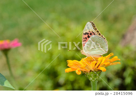 Closed up Butterfly on flower Closed up Butterfly on flower 28415096
