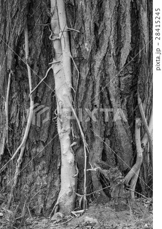 parasited plant on big tree 28415245