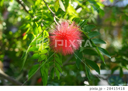 1月熱帯植物　カリアンドラ・マメ科33 28415418