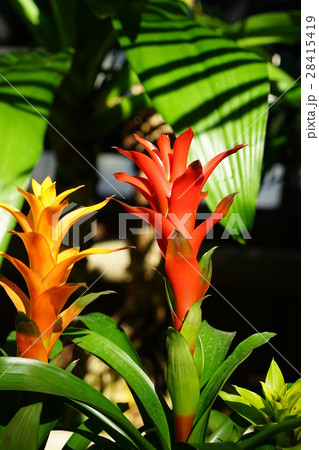 1月熱帯植物 グズマニア パイナップル科06の写真素材