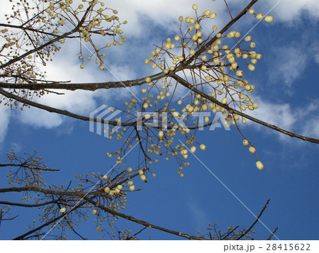 植物　木 28415622