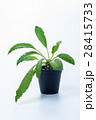 DORSTENIA FOETIDA on white background 28415733