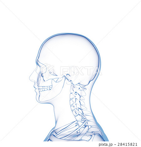 頭部スケルトン 人の骨のイラスト素材
