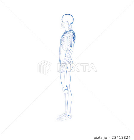 人の骨格, スケルトン 28415824