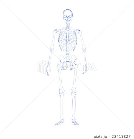 スケルトン 人体の骨のイラスト素材