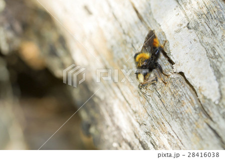 オオイシアブ 28416038