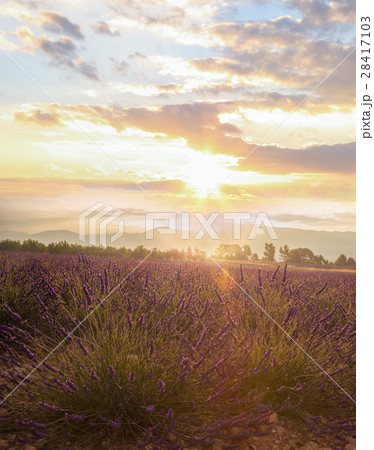 Lavender field with sunset in Provence, France 28417103