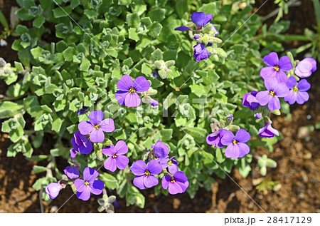 オーブリエチア オーブリエチア 28417129