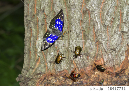 オオムラサキ 28417751