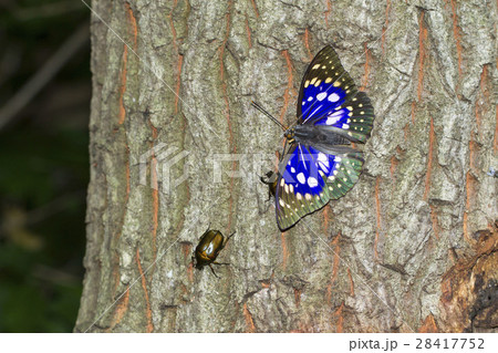 オオムラサキ 28417752