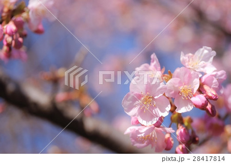 河津桜 (40) 河津桜 (40) 28417814