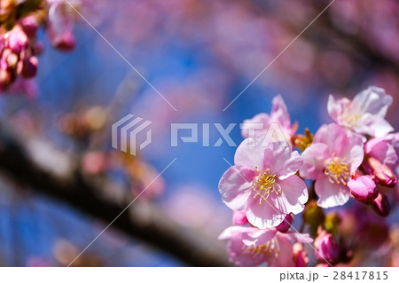 河津桜 (41) 28417815