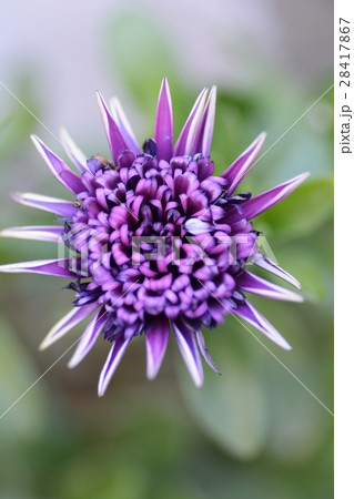 ディモルフォセカのアップ 28417867