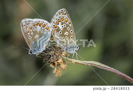 Brown Argus Butterflies (Aricia agestis) mating Brown Argus Butterflies (Aricia agestis) mating 28418033