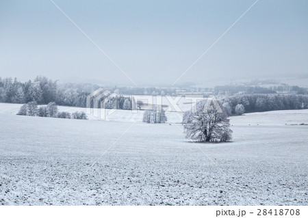 Winter landscape with frozen trees in field 28418708