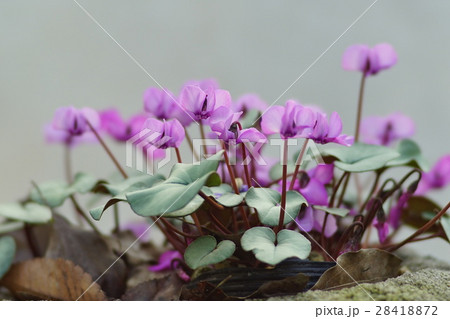 シクラメン 28418872