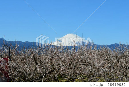 白梅と富士山 28419082