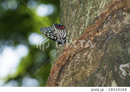 アカボシゴマダラ アカボシゴマダラ 28419168