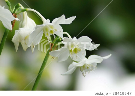 アマゾンユリ 28419547