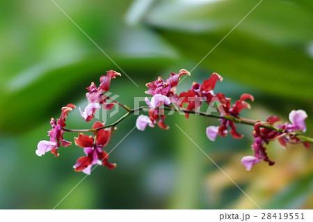 オンシディウム・シャーリーベイビー・スウィートフレグランス 28419551