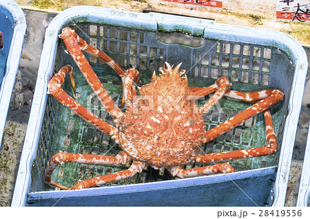 魚市場 魚市場 28419556