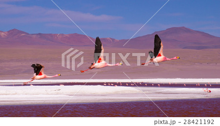 Flamingos flying over Laguna Colorada, Bolivia 28421192