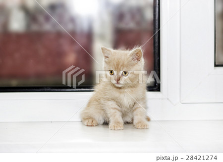 little kitten on a window sill 28421274