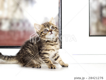 little kitten on a window sill 28421276