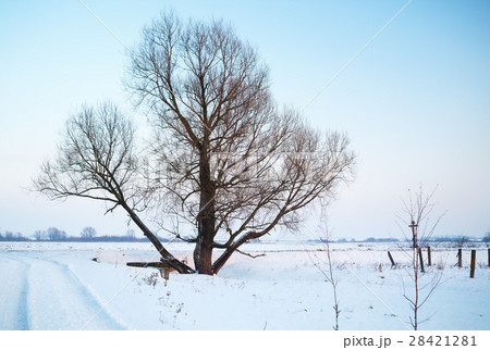 Tree in the snow 28421281