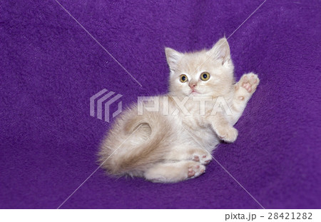 small cute kitten lying and looking 28421282