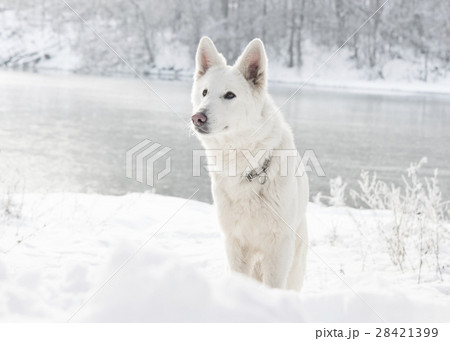 white Swiss Shepherd Dog, looking 28421399
