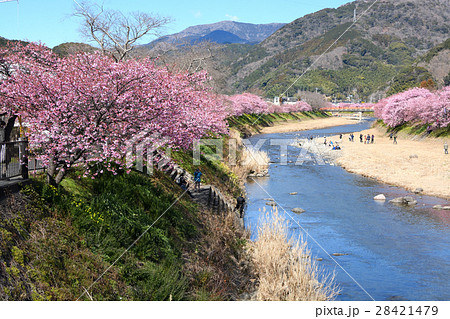 河原に咲く河津桜 河原に咲く河津桜 28421479