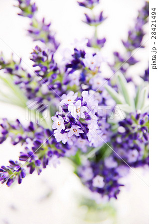 lavender 28421494