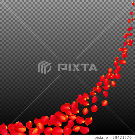Gone with the Wind rose petals. Realistic vector Gone with the Wind rose petals. Realistic vector 28421576