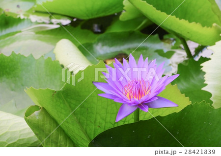 Lotus lilly purple on water beautiful 28421839
