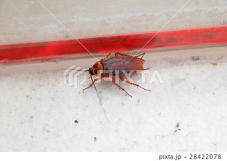dead cockroach lean Top view 28422078