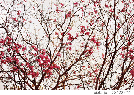 Pink trumpet tree 28422274