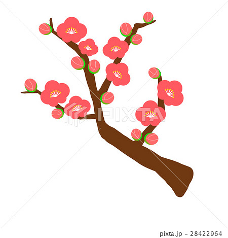 梅の木 梅の花のイラスト素材